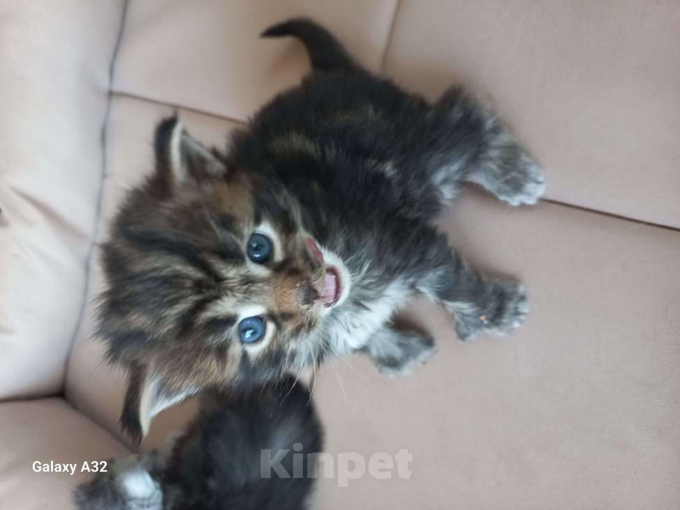 Кошки в других городах Ленинградской области: Мей-куны полидакты - котята в &quot; руковичках&quot; Мальчик, 45 000 руб. - фото 9