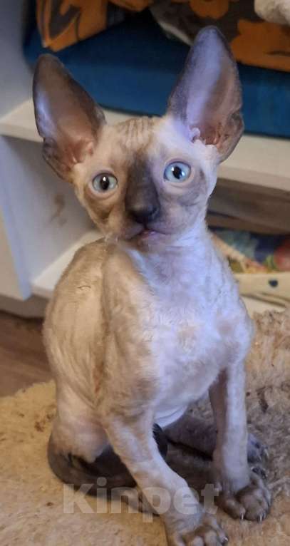 Кошки в Казани: Очень красивые корниш рекс котята Мальчик, 30 руб. - фото 3
