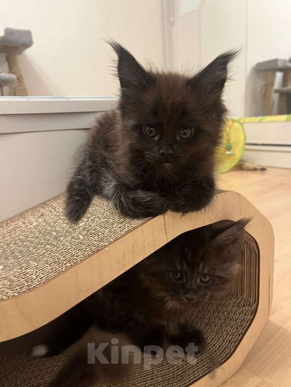 Кошки в Санкт-Петербурге: Баунти  Девочка, Бесплатно - фото 1