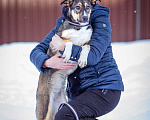 Собаки в Солнечногорске: Добрая девочка в поисках семьи Девочка, Бесплатно - фото 5