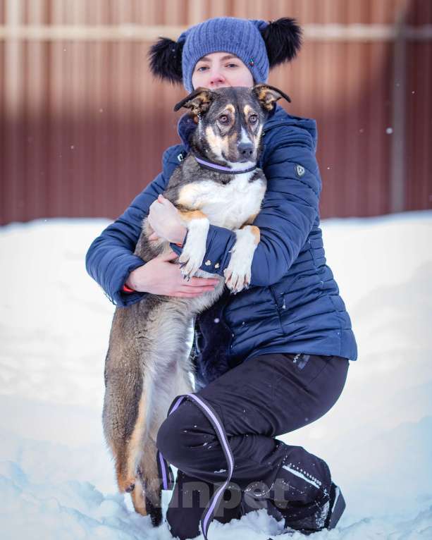 Собаки в Солнечногорске: Добрая девочка в поисках семьи Девочка, Бесплатно - фото 5