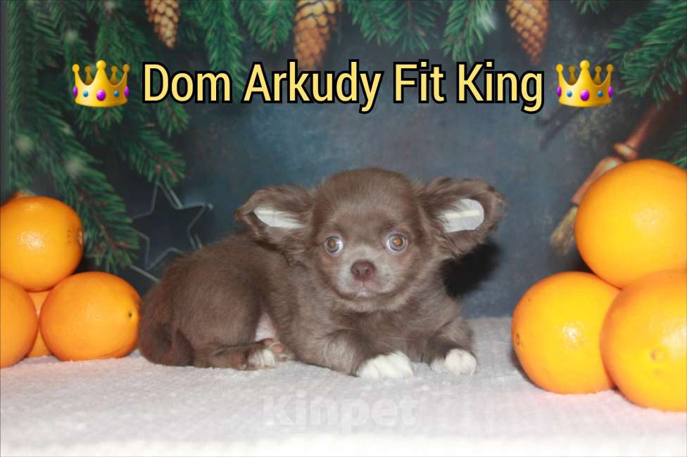 Собаки в Саратове: Лиловый малыш  Мальчик, 45 000 руб. - фото 2