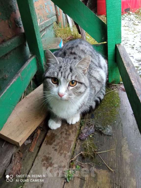 Кошки в Ярославле: Котенок в добрые руки  Мальчик, Бесплатно - фото 3