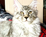 Кошки в Челябинске: 🔥🔥КОТЕНОК МЕЙН-КУН МАЛЬЧИК ПИТОМНИК Мальчик, 40 000 руб. - фото 3