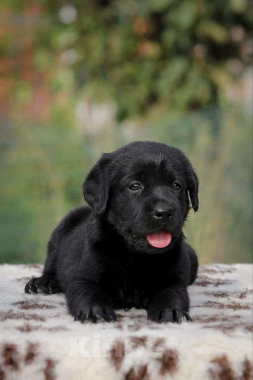 Собаки в Благовещенске: Щенок лабрадора, 45 000 руб. - фото 1