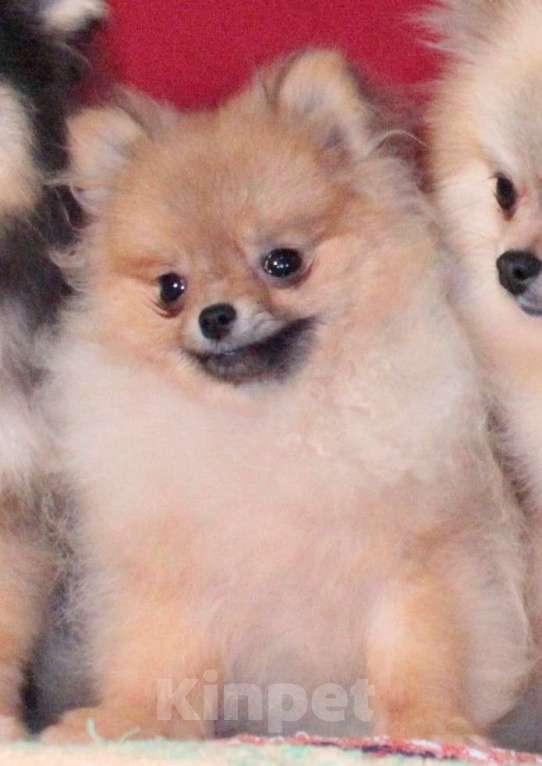 Собаки в Химках: померанский шпиц взрослая микро девочка Девочка, 50 000 руб. - фото 1