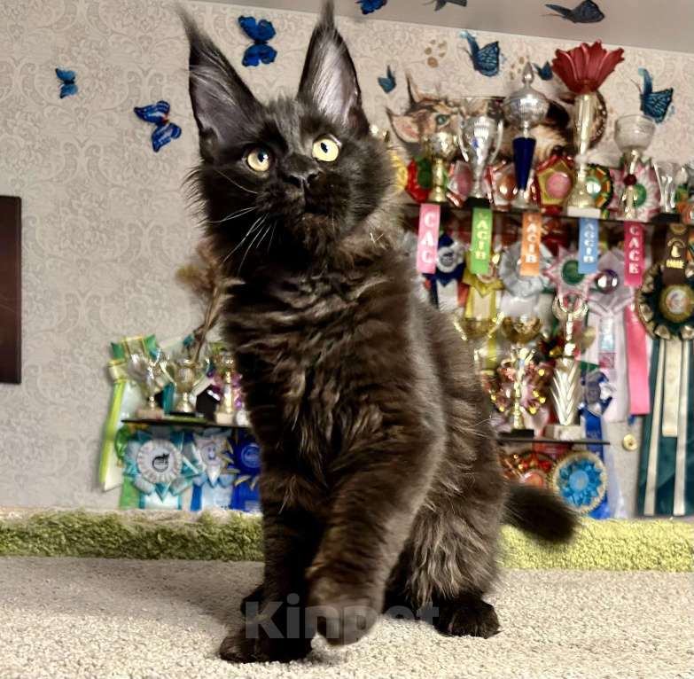 Кошки в Санкт-Петербурге: Черный солид мейн-кун Мальчик, 60 000 руб. - фото 1