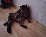 Кошки в Санкт-Петербурге: Котик в хорошие руки Мальчик, Бесплатно - фото 2