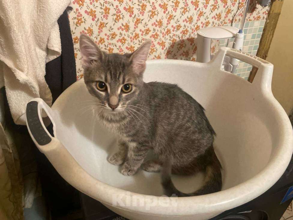 Кошки в Москве: Серая полосатая кошечка Девочка, 5 000 руб. - фото 3