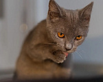 Кошки в Химках: Малышка ищет семью Девочка, Бесплатно - фото 10