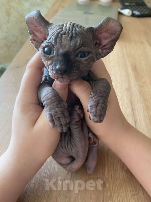 Кошки в Воронеже: Эльф Девочка, 14 000 руб. - фото 1