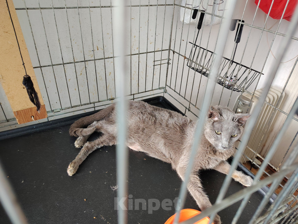Кошки в Москве: Отдаём в добрые руки 15‑летнего котика — ему очень нужен свой дом и заботливые люди! Мальчик, Бесплатно - фото 3
