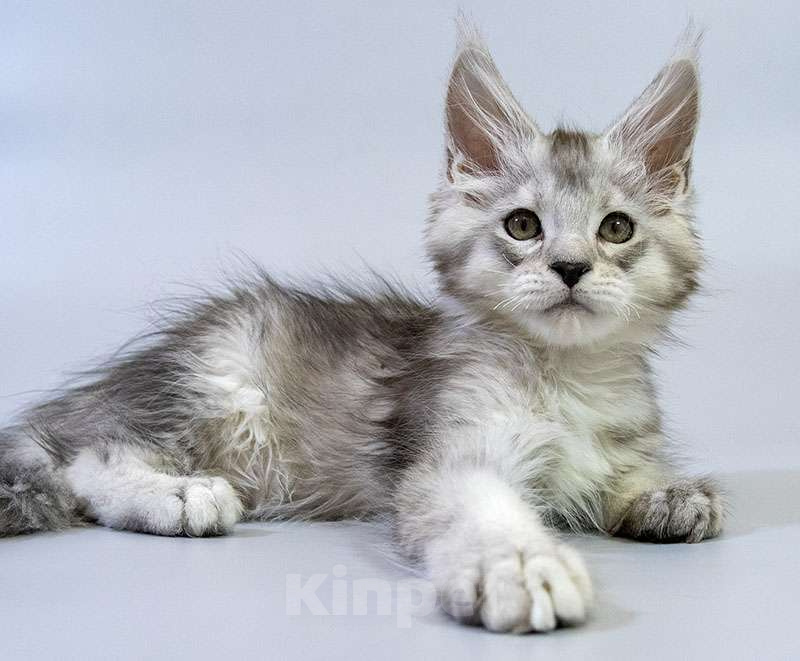 Кошки в Москве: Мейн кун котенок Мальчик, Бесплатно - фото 7