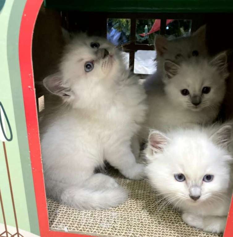 Кошки в Перми: Девушки Рэгдолл  Девочка, 80 000 руб. - фото 4