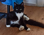 Кошки в Одинцово: Котенок мальчик 4 мес черно-белый Мальчик, Бесплатно - фото 6