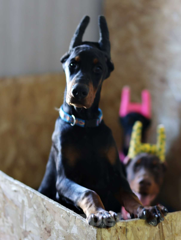 Собаки в Клине: Кобель добермана 4 месяца Мальчик, 100 000 руб. - фото 2