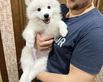 Собаки в Волгограде: Японский шпиц щенки Мальчик, 40 000 руб. - фото 2
