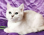 Кошки в Москве: Британские короткошёрстные котята Мальчик, Бесплатно - фото 3