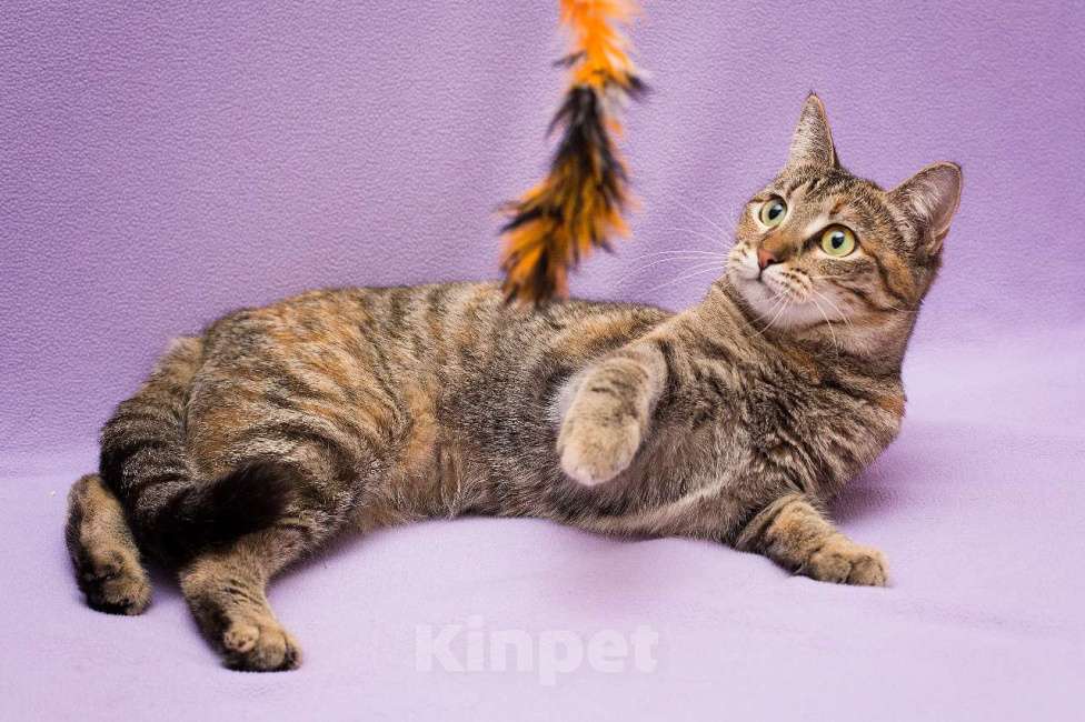 Кошки в Москве: Разноцветная полосатая Линда. Кошка в добрые руки. Девочка, Бесплатно - фото 3