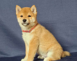 Собаки в Москве: Сиба ину.Мальчик 2 мес. Мальчик, 50 000 руб. - фото 6