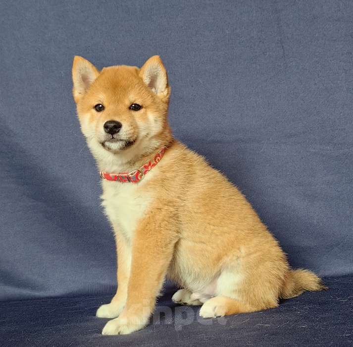 Собаки в Москве: Сиба ину.Мальчик 2 мес. Мальчик, 50 000 руб. - фото 6