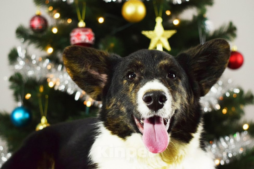 Собаки в Москве: Вельш-корги Кардиган мальчик  Мальчик, 40 000 руб. - фото 2