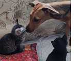 Кошки в Волгограде: котёнок в добрые руки Девочка, Бесплатно - фото 2