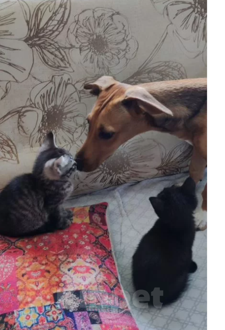 Кошки в Волгограде: котёнок в добрые руки Девочка, Бесплатно - фото 2