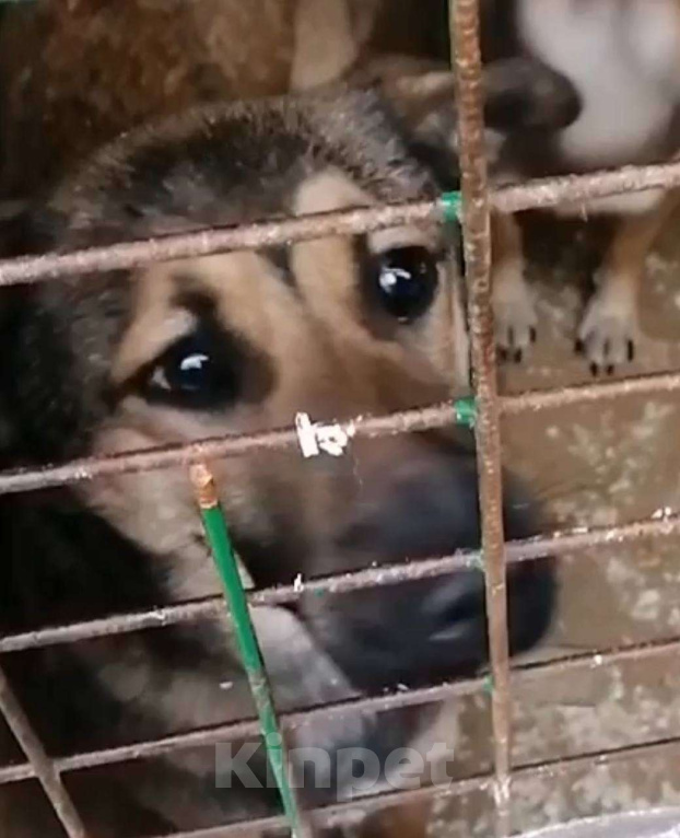 Собаки в Москве: Солджер, самый лучший молодой пес в добрые руки! Мальчик, Бесплатно - фото 8