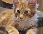 Кошки в Санкт-Петербурге: котенок мейн кун рыжий мальчик полидакт Мальчик, 60 руб. - фото 4