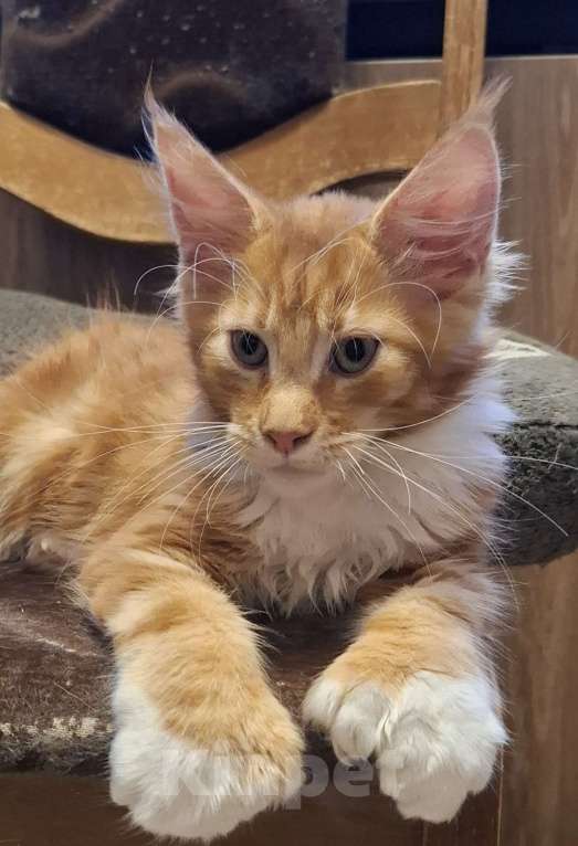 Кошки в Санкт-Петербурге: котенок мейн кун рыжий мальчик полидакт Мальчик, 60 руб. - фото 4