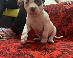 Собаки в Санкт-Петербурге: Булли Девочка, 120 000 руб. - фото 2