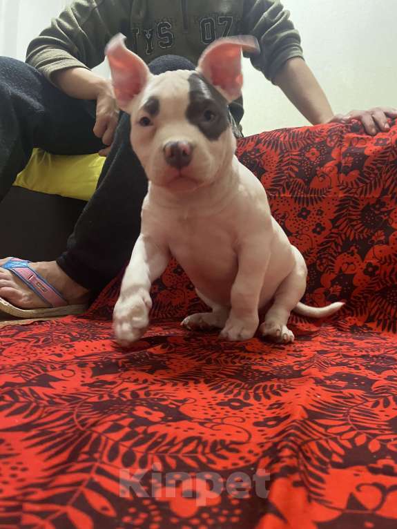 Собаки в Санкт-Петербурге: Булли Девочка, 120 000 руб. - фото 2