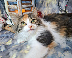 Кошки в Москве: Трехцветный котёнок в добрые руки  Девочка, Бесплатно - фото 1