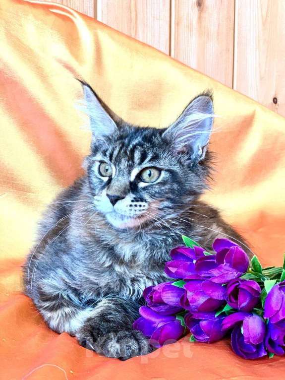 Кошки в Челябинске: 🔥🔥🔥 КОТЕНОК МЕЙН-КУН ПОЛИДАКТ ДЕВОЧКА Девочка, Бесплатно - фото 7