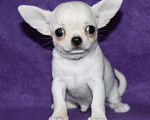 Собаки в Санкт-Петербурге: чихуахуа мальчик Мальчик, 55 000 руб. - фото 1