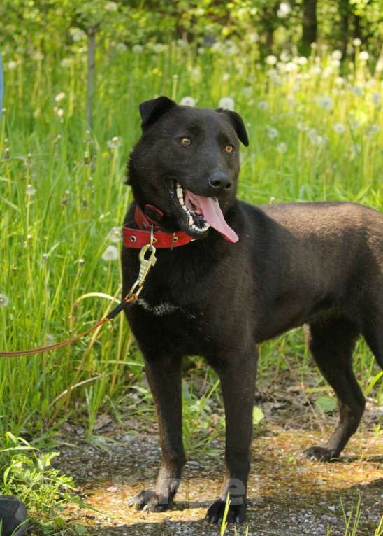 Собаки в Санкт-Петербурге: Небольшая необычная собака ищет дом Девочка, Бесплатно - фото 9