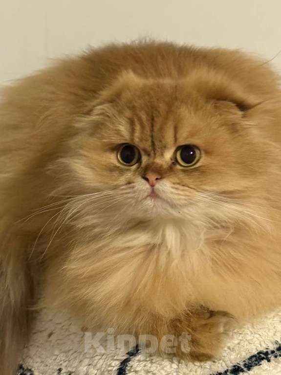 Кошки в Люберцах: Котята Девочка, Бесплатно - фото 4