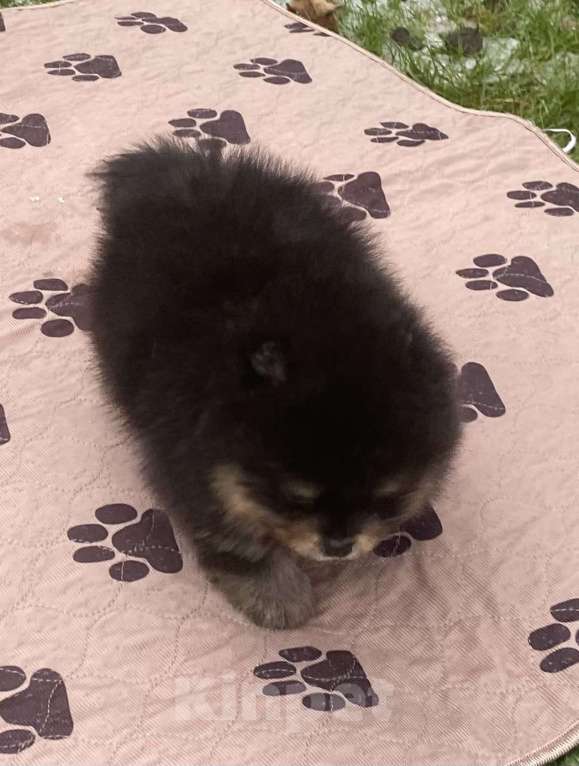 Собаки в Дмитрове: померанский шпиц Мальчик, 30 000 руб. - фото 3