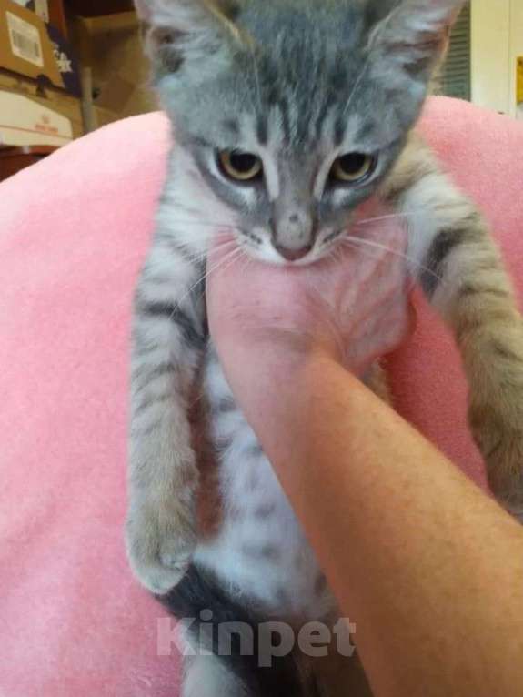 Кошки в Москве: Котята Шурик, Мия и Валентин ищут дом. Мальчик, Бесплатно - фото 7