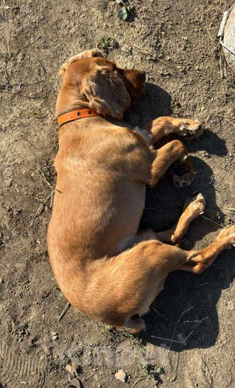 Собаки в других городах Ростовской области: Пропала собака Мальчик, 5 000 руб. - фото 5