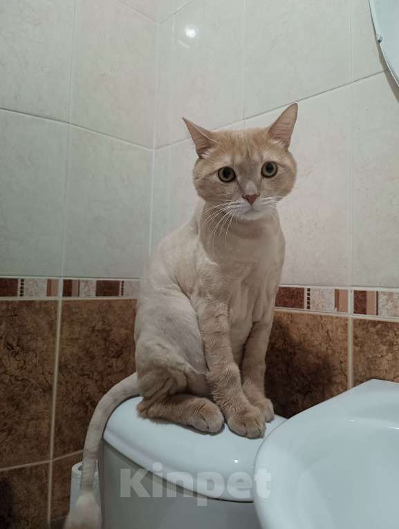 Кошки в Новосибирске: отдам в добрые руки Мальчик, Бесплатно - фото 3