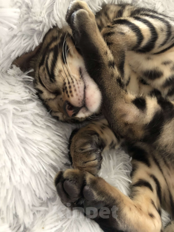 Кошки в Екатеринбурге: Бенгальский котенок Девочка, Бесплатно - фото 8