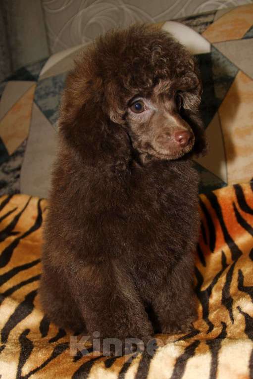 Собаки в Санкт-Петербурге: Той-пудель шоколадный мальчик СПб Мальчик, 60 000 руб. - фото 5