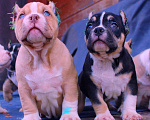 Собаки в других городах Ярославской области: Булли-малыши Девочка, 60 000 руб. - фото 8