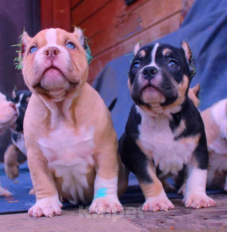 Собаки в других городах Ярославской области: Булли-малыши Девочка, 60 000 руб. - фото 8