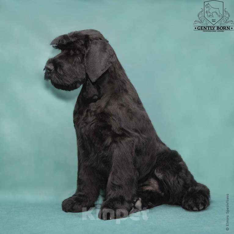 Собаки в Москве: Великолепные щенки Ризеншнауцера Мальчик, 80 000 руб. - фото 8