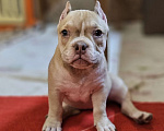 Собаки в Новосибирске: Девочки Американского булли Девочка, Бесплатно - фото 2