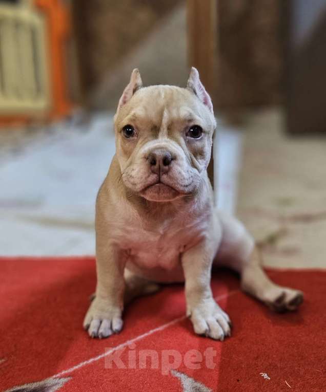 Собаки в Новосибирске: Девочки Американского булли Девочка, Бесплатно - фото 2