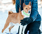Собаки в Москве: Бассенджи в дар Мальчик, Бесплатно - фото 5